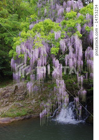 一致領域的紫藤 一致領域的紫藤 14753234