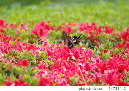 Azaleas and black bears Azaleas and black bears 14753442