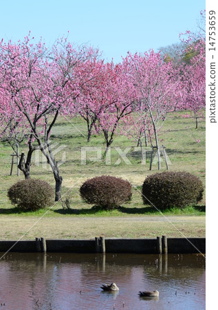 Peach blossoms Peach blossoms 14753659