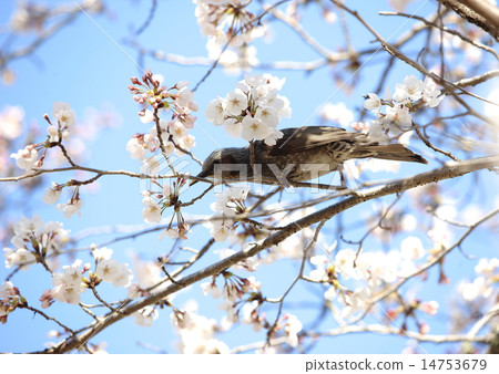 Cherry Blossoms	 14753679