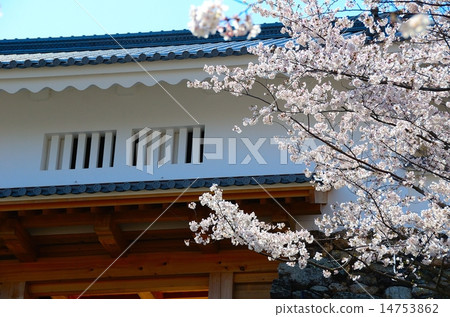 Hamamatsu Castle Park Spring Timing garden spring 14753862