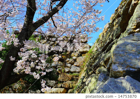 Hamamatsu Castle Park Nozomu Stone Wall Spring 14753870