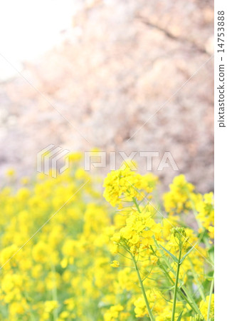 Rape blossoms & cherry blossoms 14753888