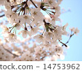 Cherry Blossoms	 14753962