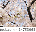 Cherry Blossoms	 14753963