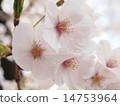 Cherry Blossoms	 14753964