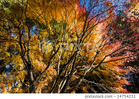 Autumn maple red 14754231