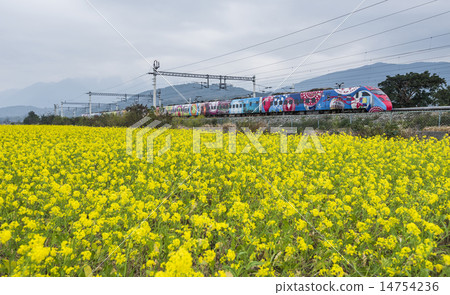 高速火車經過一片油菜花田 14754236