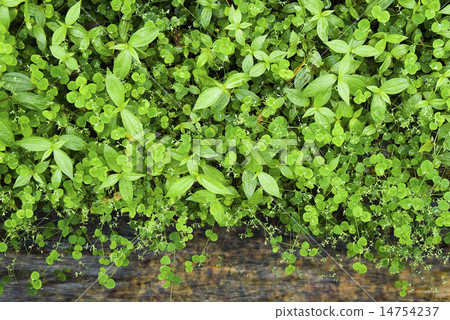 綠色植物 14754237