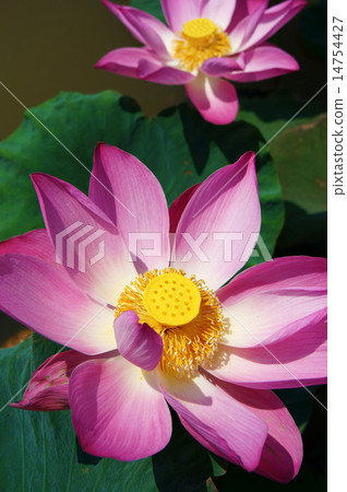 Close up, lotus flower, spring 14754427
