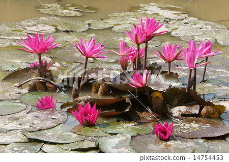 Mekong Delta travel, rice field, water lily flower 14754453