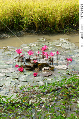 Mekong Delta travel, rice field, water lily flower Mekong Delta travel, rice field, water lily flower 14754454