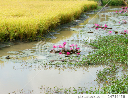 Mekong Delta travel, rice field, water lily flower Mekong Delta travel, rice field, water lily flower 14754456