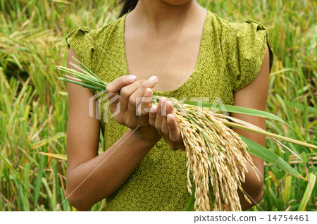 World food security, famine, Asia rice field World food security, famine, Asia rice field 14754461
