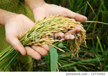 World food security, famine, Asia rice field World food security, famine, Asia rice field 14754462