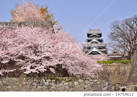 Sakura Kumamoto Castle 14754612