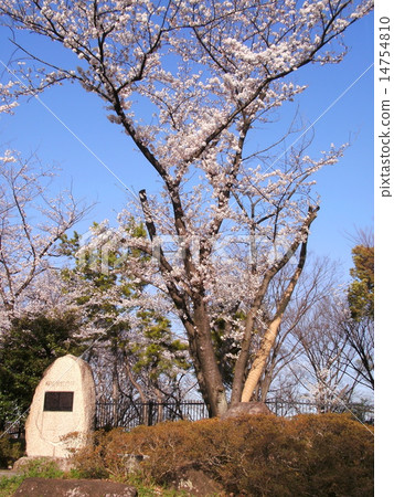 Cherry blossom donated by President Reagan "Reagan Sakura" 14754810