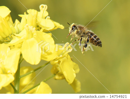 Honeybee flying Honeybee flying 14754921