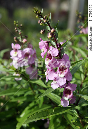 Angelonia angustifolia Angelonia angustifolia 14754922