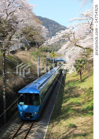 Asagiri running along the cherry blossoms in Yamakita 14754926