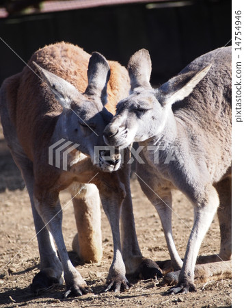 一隻好紅色的袋鼠 14754946