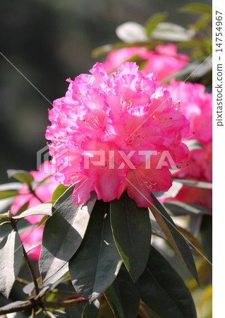 杜鵑花（Yumeji） 14754967