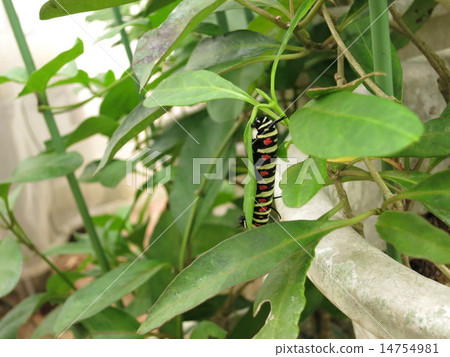 Caterpillar larva 14754981