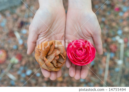 美麗的鮮花和枯萎的花朵 14755494