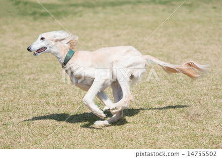 Spawning saluki Spawning saluki 14755502
