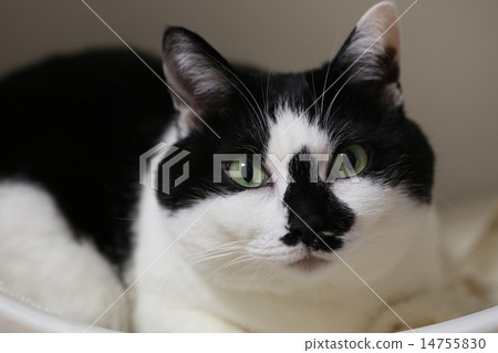 Cat  14755830