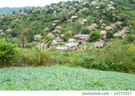 Cauliflower fields in Phutubberg Phetchabun Thaila 14755957
