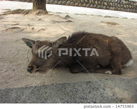 Resting deer 14755963