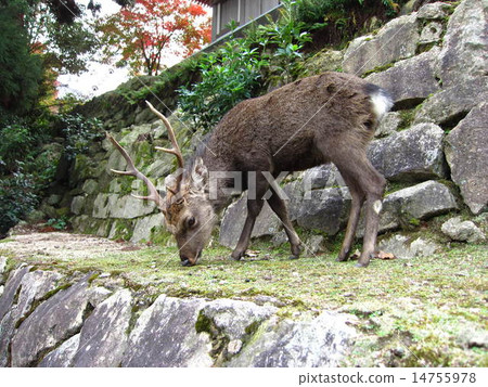 A deer smelling the smell 14755978