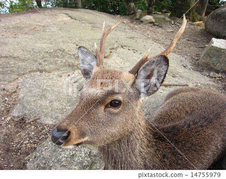 See here Deer 14755979