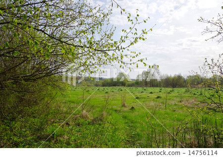 Landscape with spring meadow and young grass 14756114