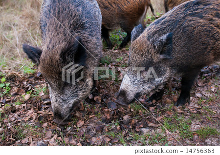 Wild pigs Wild pigs 14756363