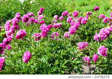 peony flower peony flower 14756379