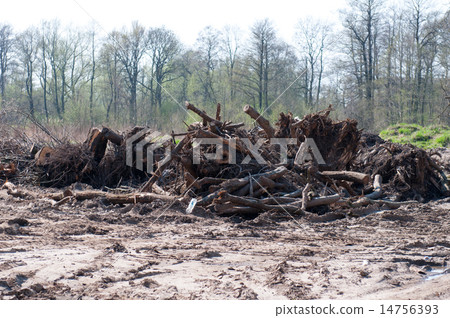 tree with spreading roots tree with spreading roots 14756393