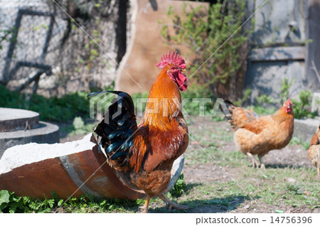 Rooster and Chickens Rooster and Chickens 14756396