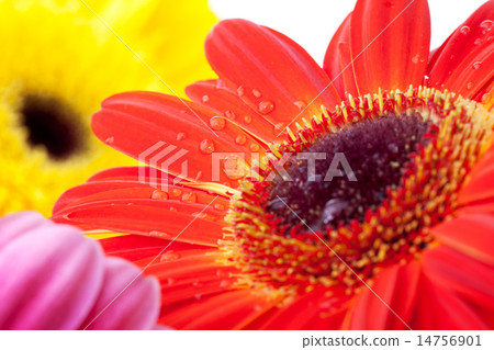 Gerbera flowers Gerbera flowers 14756901