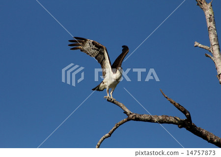鷹 翩翩振翅 拍打 14757873