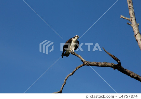 hawk, falcon, fish hawk 14757874