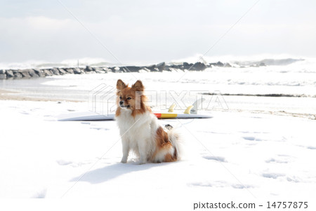 surf, Spitz, fallen snow 14757875
