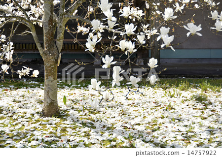 花瓣地毯 14757922