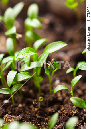 macro seeds growing macro seeds growing 14758024