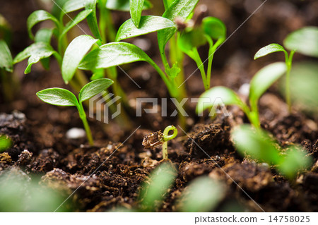 macro seeds growing macro seeds growing 14758025