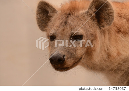 斑點鬣狗2 14758087