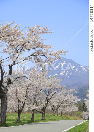 Bandai and cherry blossoms Bandai and cherry blossoms 14758314