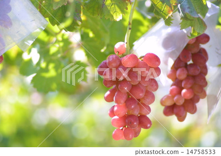 葡萄 14758533