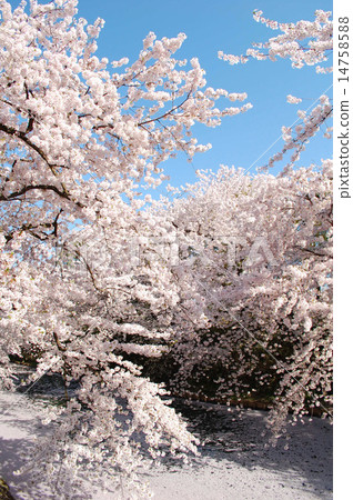 在弘前城堡的櫻花 14758588
